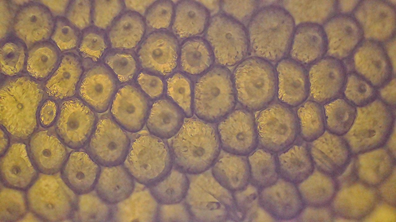 Il velluto venuto dal mare:  l''alga Codium subtomentosum